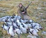 Охота на гуся: стрельба гусей на пашне