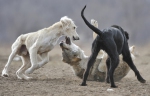 Охота на волка с собаками