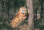 Охота на тигра
