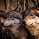 Всплеск численности волков зафиксирован в ЕАО