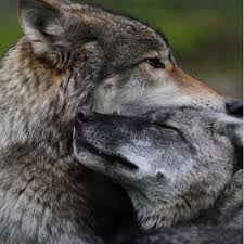 Более 800 волков добыто в Якутии за 2015 год