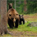 На Сахалине медведица с медвежонком разрушили дачный сарай и съели 16 кроликов