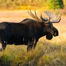 Сто двадцать тысяч рублей заплатил браконьер за убийство лося в Московской области