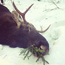 В Смоленской области во время сезона весенней охоты были убиты три лося