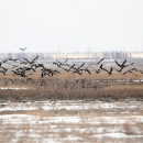 В Калужской области разрешена весенняя охота