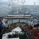 Вылов рыбы в Азово-Черноморском бассейне с начала года упал на 22%