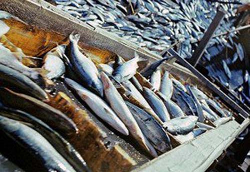 Росрыболовство ведет работу по увеличению поставок российской рыбы