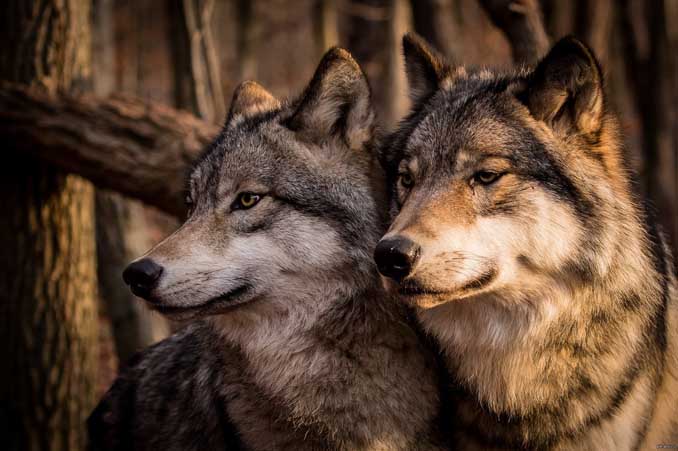 Всплеск численности волков зафиксирован в ЕАО