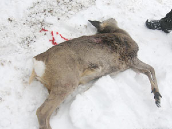 В Челябинской области браконьер добывший косулю отправится на принудительные работы и заплатит штраф