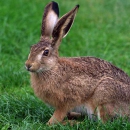 В Марий Эл могут запретить охоту на зайцев-русаков