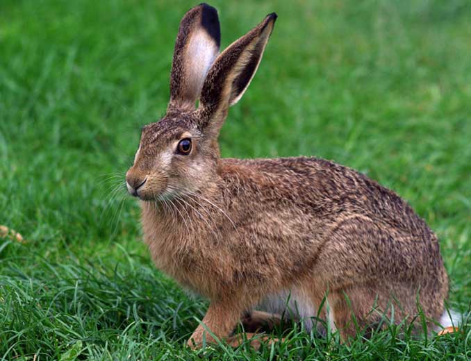 В Марий Эл могут запретить охоту на зайцев-русаков