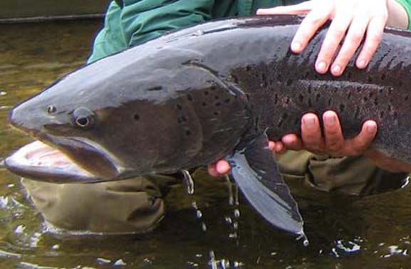 Дело о незаконной ловле тайменя - на личном контроле у главы Тувы