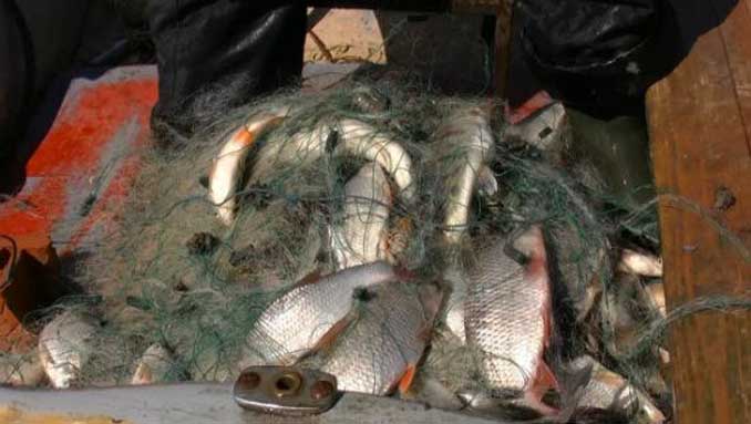 В Хабаровске борются с незаконной рыбой