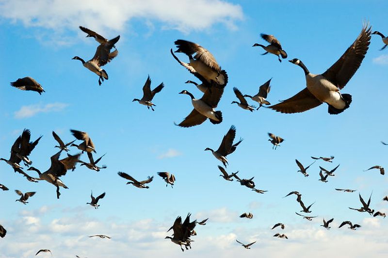 Беларусь присоединилась к Соглашению по охране афро-евразийских мигрирующих водно-болотных птиц