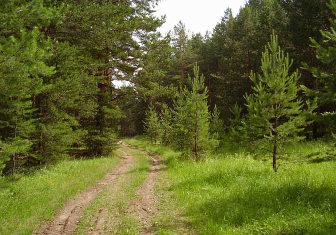 Усовершенствован порядок использования лесов и земель для осуществления видов деятельности в сфере охотничьего хозяйства