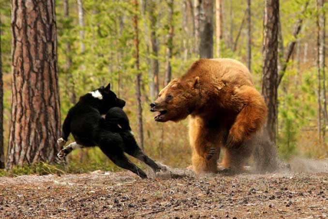 В Украине запретили использование медведей и волков для проведения экзаменов и соревнований охотничьих собак